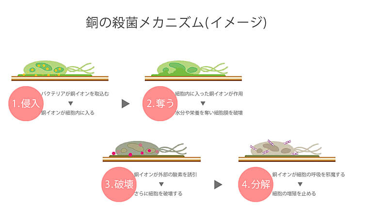 胴のメカニズム-1